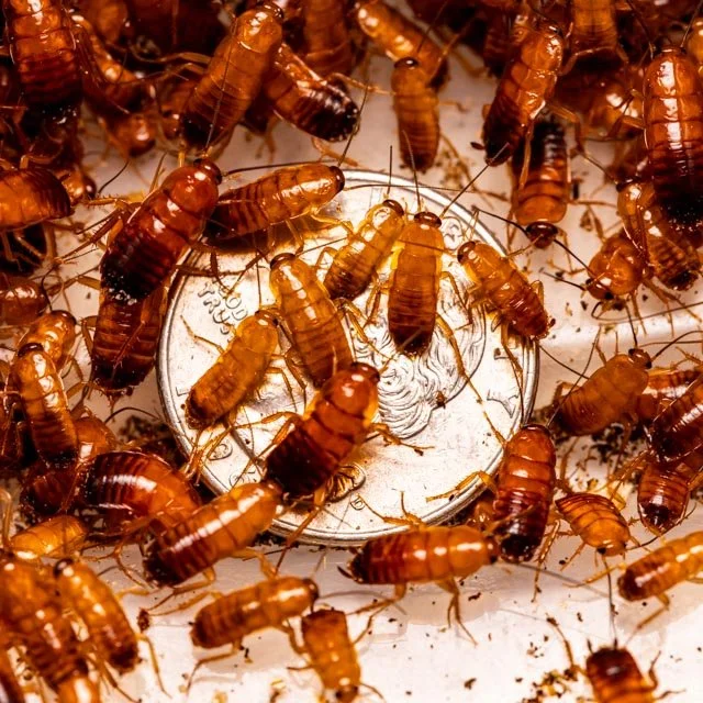 Piled cluster of Black Soldier Fly Larvae